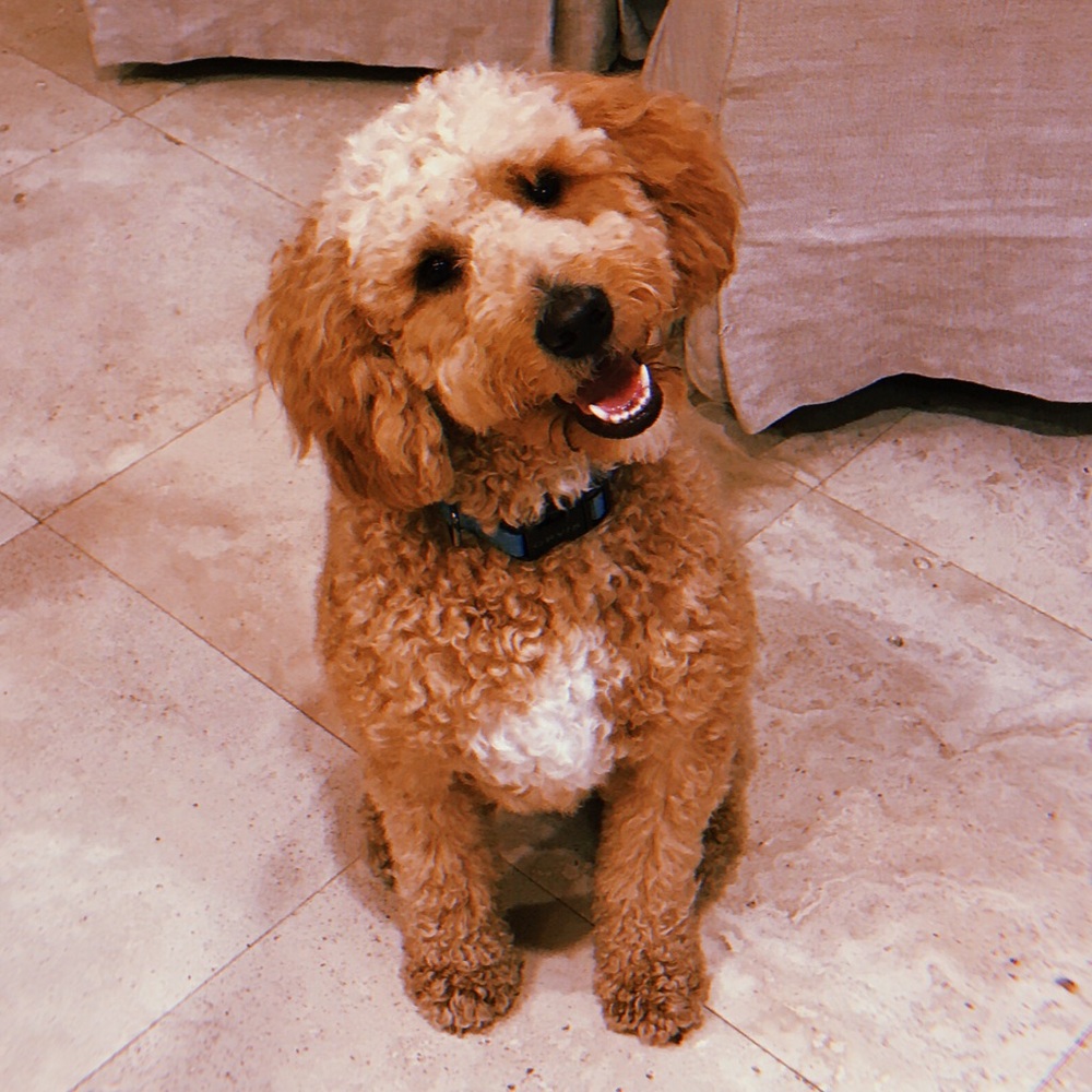 Meet your Posher, Elise